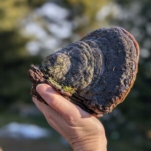 🍄Large Natural Polypore Shelf Fungus Decor | Woodland Cabin Organic Art